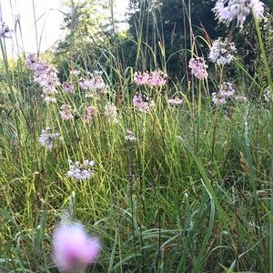 Meet your Posher, Isabella